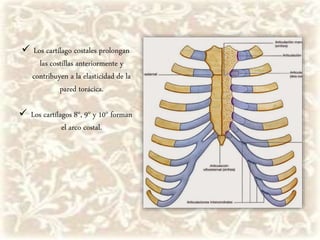  Los cartílago costales prolongan
las costillas anteriormente y
contribuyen a la elasticidad de la
pared torácica.
 Los cartílagos 8°, 9° y 10° forman
el arco costal.
 