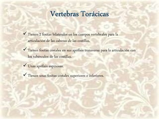  Tienen 2 fositas bilaterales en los cuerpos vertebrales para la
articulación de las cabezas de las costillas.
 Tienen fositas costales en sus apófisis transversa para la articulación con
los tubérculos de las costillas.
 Unas apófisis espinosas.
 Tienen unas fositas costales superiores e inferiores.
 