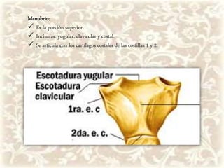 Manubrio:
 Es la porción superior.
 Incisuras: yugular, clavicular y costal.
 Se articula con los cartílagos costales de las costillas 1 y 2.
 