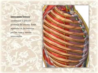 Intercostales Íntimos:
constituyen la porción
profunda del interno. Están
separados de los internos
por los vasos y nervios
intercostales.
 