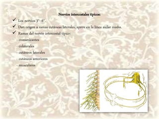 Nervios intercostales típicos:
 Los nervios 3°- 6°.
 Dan origen a ramas cutáneas laterales, aprox en la línea axilar media.
 Ramas del nervio intercostal típico:
- comunicantes
- colaterales
- cutáneos laterales
- cutáneos anteriores
- musculares
 