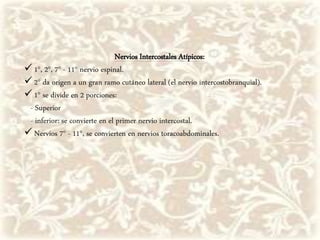 Nervios Intercostales Atípicos:
 1°, 2°, 7° - 11° nervio espinal.
 2° da origen a un gran ramo cutáneo lateral (el nervio intercostobranquial).
 1° se divide en 2 porciones:
- Superior
- inferior: se convierte en el primer nervio intercostal.
 Nervios 7° - 11°, se convierten en nervios toracoabdominales.
 