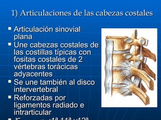 2) Articulaciones Costotransversarias
 Unen tubérculo costal a
  fosita costal de la apófisis
  transversa de su vértebra...