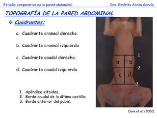 Estudio comparativo de la pared abdominal 
Dra. Emérita Abreu García 
TOPOGRAFÍA DE LA PARED ABDOMINAL 
c 
Cuadrantes: 
a.Cuadrante craneal derecho. 
b.Cuadrante craneal izquierdo. 
c.Cuadrante caudal derecho. 
d.Cuadrante caudal izquierdo. 
a 
b 
c 
d 
1 
2 
3 
Done et al. (2002) 
1.Apéndice xifoides. 
2.Borde caudal de la última costilla. 
3.Borde anterior del pubis.  