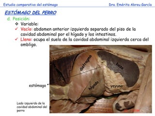 Estudio comparativo del estómago 
Dra. Emérita Abreu García 
ESTÓMAGO DEL PERRO 
d.Posición: 
Variable: 
Vacío: abdomen anterior izquierdo separado del piso de la cavidad abdominal por el hígado y los intestinos. 
Lleno: ocupa el suelo de la cavidad abdominal izquierda cerca del ombligo. 
yeyuno 
estómago 
Lado izquierdo de la cavidad abdominal del perro  