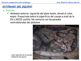 Estudio comparativo del estómago 
Dra. Emérita Abreu García 
ESTÓMAGO DEL EQUINO 
c 
a.Posición: 
Abdomen anterior izquierdo del plano medio, dorsal al colon mayor. Proyectado sobre la superficie del cuerpo a nivel de la IX a XIIII costilla. No contacta con las paredes ventrolaterales del abdomen. 
bazo 
Lado izquierdo de la cavidad abdominal del equino  