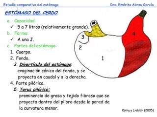 1 
2 
3 
4 
Estudio comparativo del estómago 
Dra. Emérita Abreu García 
ESTÓMAGO DEL CERDO 
c 
a. Capacidad: 
 5 a 7 litros (relativamente grande). 
b. Forma: 
 A una J. 
c. Partes del estómago: 
1.Cuerpo. 
2.Fondo. 
3.Divertículo del estómago: 
evaginación cónica del fondo, y se 
proyecta en caudal y a la derecha. 
4.Parte pilórica. 
5.Torus pilórico: 
prominencia de grasa y tejido fibroso que se proyecta dentro del píloro desde la pared de la curvatura menor. 
König y Liebich (2005)  
