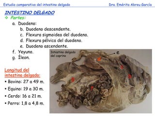 Estudio comparativo del intestino delgado 
Dra. Emérita Abreu García 
INTESTINO DELGADO 
c 
Partes: 
a.Duodeno: 
b.Duodeno descendente. 
c.Flexura sigmoidea del duodeno. 
d.Flexura pélvica del duodeno. 
e.Duodeno ascendente. 
f.Yeyuno. 
g.Íleon. 
Longitud del intestino delgado: 
 Bovino: 27 a 49 m. 
 Equino: 19 a 30 m. 
 Cerdo: 16 a 21 m. 
 Perro: 1,8 a 4,8 m. 
b 
c 
f 
g 
d 
e 
Intestino delgado del caprino  
