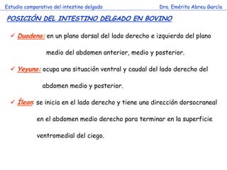 Estudio comparativo del intestino delgado 
Dra. Emérita Abreu García 
POSICIÓN DEL INTESTINO DELGADO EN BOVINO 
c 
 Duodeno: en un plano dorsal del lado derecho e izquierdo del plano medio del abdomen anterior, medio y posterior. 
 Yeyuno: ocupa una situación ventral y caudal del lado derecho del abdomen medio y posterior. 
 Íleon: se inicia en el lado derecho y tiene una dirección dorsocraneal en el abdomen medio derecho para terminar en la superficie ventromedial del ciego.  