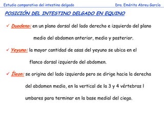 Estudio comparativo del intestino delgado 
Dra. Emérita Abreu García 
POSICIÓN DEL INTESTINO DELGADO EN EQUINO 
c 
 Duodeno: en un plano dorsal del lado derecho e izquierdo del plano medio del abdomen anterior, medio y posterior. 
 Yeyuno: la mayor cantidad de asas del yeyuno se ubica en el flanco dorsal izquierdo del abdomen. 
 Íleon: se origina del lado izquierdo pero se dirige hacia la derecha del abdomen medio, en la vertical de la 3 y 4 vértebras l umbares para terminar en la base medial del ciego.  