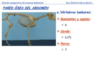 Estudio comparativo de la pared abdominal 
Dra. Emérita Abreu García 
PARED ÓSEA DEL ABDOMEN 
c 
a.Vértebras lumbares: 
Rumiantes y equino: 
6 
Cerdo: 
6 (7) 
Perro: 
7 
a  