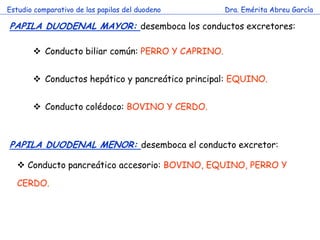 Estudio comparativo de las papilas del duodeno 
Dra. Emérita Abreu García 
PAPILA DUODENAL MAYOR: desemboca los conductos excretores: 
c 
Conducto biliar común: PERRO Y CAPRINO. 
Conductos hepático y pancreático principal: EQUINO. 
Conducto colédoco: BOVINO Y CERDO. 
PAPILA DUODENAL MENOR: desemboca el conducto excretor: 
 Conducto pancreático accesorio: BOVINO, EQUINO, PERRO Y CERDO.  