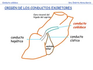 ORIGEN DE LOS CONDUCTOS EXCRETORES 
vesícula biliar 
Conducto colédoco 
Dra. Emérita Abreu García 
conducto hepático 
conducto cístico 
conducto colédoco 
Cara visceral del hígado del caprino  