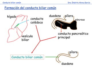 píloro 
duodeno 
conducto pancreático principal 
páncreas 
Formación del conducto biliar común 
vesícula biliar 
hígado 
conducto colédoco 
Conducto biliar común 
Dra. Emérita Abreu García 
Conducto biliar común 
píloro 
duodeno 
páncreas  