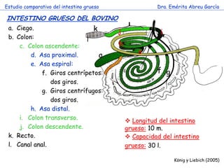 a 
d 
f 
g 
h 
i 
j 
k 
l 
Estudio comparativo del intestino grueso 
Dra. Emérita Abreu García 
INTESTINO GRUESO DEL BOVINO 
c 
König y Liebich (2005) 
a.Ciego. 
b.Colon: 
c.Colon ascendente: 
d.Asa proximal. 
e.Asa espiral: 
f.Giros centrípetos: dos giros. 
g.Giros centrífugos: dos giros. 
h.Asa distal. 
i.Colon transverso. 
j.Colon descendente. 
k.Recto. 
l.Canal anal. 
 Longitud del intestino grueso: 10 m. 
 Capacidad del intestino grueso: 30 l.  