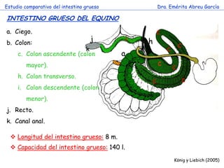 a 
c 
c 
c 
c 
c 
c 
h 
i 
j 
c 
k 
Estudio comparativo del intestino grueso 
Dra. Emérita Abreu García 
INTESTINO GRUESO DEL EQUINO 
c 
König y Liebich (2005) 
a.Ciego. 
b.Colon: 
c.Colon ascendente (colon mayor). 
h.Colon transverso. 
i.Colon descendente (colon menor). 
j.Recto. 
k.Canal anal. 
 Longitud del intestino grueso: 8 m. 
 Capacidad del intestino grueso: 140 l.  
