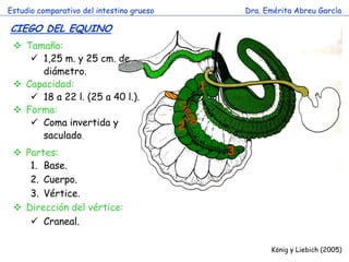 Estudio comparativo del intestino grueso 
Dra. Emérita Abreu García 
CIEGO DEL EQUINO 
König y Liebich (2005) 
Tamaño: 
1,25 m. y 25 cm. de diámetro. 
Capacidad: 
18 a 22 l. (25 a 40 l.). 
Forma: 
Coma invertida y saculado. 
Partes: 
1.Base. 
2.Cuerpo. 
3.Vértice. 
Dirección del vértice: 
Craneal. 
1 
2 
3  