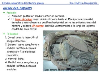 Estudio comparativo del intestino grueso 
Dra. Emérita Abreu García 
CIEGO DEL EQUINO 
Posición: 
Abdomen posterior, medio y anterior derecho. 
La base del ciego ocupa desde el flanco hasta el 15 espacio intercostal derecho y ventralmente a una línea horizontal entre las articulaciones del hombro y cadera. El cuerpo: continúa ventralmente a lo largo de la parte caudal del arco costal. 
 4 Bandas: 
1. Dorsal: presta inserción al pliegue ileocecal. 
2. Lateral: vasos sanguíneos y nódulos linfáticos cecales laterales y fija el pliegue cecocólico. 
3. Ventral: libre. 
4. Medial: vasos sanguíneos y nódulos linfáticos cecales mediales. 
base 
cuerpo 
vértice 
3 
Lado derecho de la cavidad abdominal del equino  