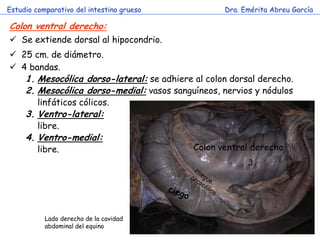 Estudio comparativo del intestino grueso 
Dra. Emérita Abreu García 
c 
Colon ventral derecho: 
Se extiende dorsal al hipocondrio. 
25 cm. de diámetro. 
4 bandas. 
1.Mesocólica dorso-lateral: se adhiere al colon dorsal derecho. 
2.Mesocólica dorso-medial: vasos sanguíneos, nervios y nódulos linfáticos cólicos. 
3.Ventro-lateral: 
libre. 
4.Ventro-medial: 
libre. 
Colon ventral derecho 
3 
Lado derecho de la cavidad abdominal del equino  