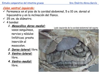 Estudio comparativo del intestino grueso 
Dra. Emérita Abreu García 
c 
Colon ventral izquierdo: 
Permanece en el piso de la cavidad abdominal, 5 a 10 cm. dorsal al hipocondrio y en la inclinación del flanco. 
25 cm. de diámetro. 
4 bandas: 
1.Mesocólica dorso-medial: 
vasos sanguíneos, 
nervios y nódulos 
linfáticos; presta 
inserción al 
mesocolon. 
2.Dorso-lateral: libre. 
3.Ventro-lateral: 
libre. 
4.Ventro-medial: 
libre. 
Colon ventral izquierdo 
Lado izquierdo de la cavidad abdominal del equino  