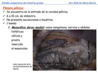 Estudio comparativo del intestino grueso 
Dra. Emérita Abreu García 
c 
Flexura pélvica: 
Se encuentra en la entrada de la cavidad pélvica. 
6 a 10 cm. de diámetro. 
No presenta saculaciones o haustras. 
1 banda: 
1.Mesocólica dorso-medial: vasos sanguíneos, nervios y nódulos linfáticos 
cólicos y 
presta 
inserción 
al mesocolon. 
Colon ventral izquierdo 
Lado izquierdo de la cavidad abdominal del equino  
