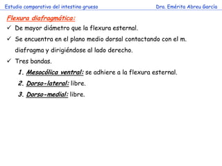 Estudio comparativo del intestino grueso 
Dra. Emérita Abreu García 
Flexura diafragmática: 
De mayor diámetro que la flexura esternal. 
Se encuentra en el plano medio dorsal contactando con el m. diafragma y dirigiéndose al lado derecho. 
Tres bandas. 
1.Mesocólica ventral: se adhiere a la flexura esternal. 
2.Dorso-lateral: libre. 
3.Dorso-medial: libre.  