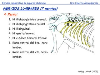 Estudio comparativo de la pared abdominal 
Dra. Emérita Abreu García 
NERVIOS LUMBARES (7 nervios) 
c 
König y Liebich (2005) 
Perro: 
1.N. iliohipogástrico craneal. 
2.N. iliohipogástrico caudal. 
3.N. ilioinguinal. 
4.N. genitofemoral. 
5.N. cutáneo femoral lateral. 
6.Rama ventral del 6to. nervio lumbar. 
7.Rama ventral del 7to. nervio lumbar. 
1 
2 
3 
5 
4 
6 
7  