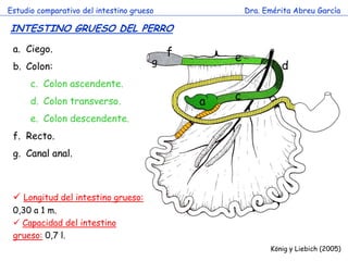 Estudio comparativo del intestino grueso 
Dra. Emérita Abreu García 
INTESTINO GRUESO DEL PERRO 
König y Liebich (2005) 
a.Ciego. 
b.Colon: 
c.Colon ascendente. 
d.Colon transverso. 
e.Colon descendente. 
f.Recto. 
g.Canal anal. 
a 
c 
d 
e 
f 
g 
 Longitud del intestino grueso: 0,30 a 1 m. 
 Capacidad del intestino grueso: 0,7 l.  