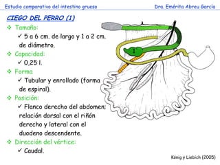 1 
Estudio comparativo del intestino grueso 
Dra. Emérita Abreu García 
CIEGO DEL PERRO (1) 
König y Liebich (2005) 
Tamaño: 
 5 a 6 cm. de largo y 1 a 2 cm. de diámetro. 
Capacidad: 
 0,25 l. 
Forma 
 Tubular y enrollado (forma de espiral). 
Posición: 
 Flanco derecho del abdomen; relación dorsal con el riñón derecho y lateral con el duodeno descendente. 
Dirección del vértice: 
 Caudal.  