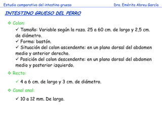 Estudio comparativo del intestino grueso 
Dra. Emérita Abreu García 
INTESTINO GRUESO DEL PERRO 
 Colon: 
 Tamaño: Variable según la raza. 25 a 60 cm. de largo y 2,5 cm. de diámetro. 
 Forma: bastón. 
 Situación del colon ascendente: en un plano dorsal del abdomen medio y anterior derecho. 
 Posición del colon descendente: en un plano dorsal del abdomen medio y posterior izquierdo. 
 Recto: 
 4 a 6 cm. de largo y 3 cm. de diámetro. 
 Canal anal: 
 10 a 12 mm. De largo.  