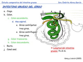 a 
e 
f 
g 
h 
i 
j 
Estudio comparativo del intestino grueso 
Dra. Emérita Abreu García 
INTESTINO GRUESO DEL CERDO 
König y Liebich (2005) 
a.Ciego. 
b.Colon. 
c.Colon ascendente. 
d.Asa espiral. 
e.Giros centrípetos: tres giros. 
e.Giros centrífugos: tres giros. 
g.Colon transverso. 
h.Colon descendente. 
i.Recto. 
j.Canal anal. 
 Longitud del intestino grueso: 4 a 6 m.  