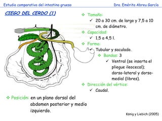 Estudio comparativo del intestino grueso 
Dra. Emérita Abreu García 
CIEGO DEL CERDO (1) 
König y Liebich (2005) 
Tamaño: 
20 a 30 cm. de largo y 7,5 a 10 cm. de diámetro. 
Capacidad: 
1,5 a 4,5 l. 
Forma: 
Tubular y saculado. 
Bandas: 3 
Ventral (se inserta el pliegue ileocecal); dorso-lateral y dorso- medial (libres). 
Dirección del vértice: 
Caudal. 
1 
 Posición: en un plano dorsal del abdomen posterior y medio izquierdo.  