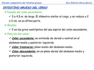 Estudio comparativo del intestino grueso 
Dra. Emérita Abreu García 
INTESTINO GRUESO DEL CERDO 
Tamaño del colon ascendente: 
 3 a 4,5 m. de largo. El diámetro similar al ciego, y se reduce a 2 o 3 cm. en su última parte. 
 Bandas: 
 2 en los giros centrípetos del asa espiral del colon ascendente. 
 Posición del colon: 
 Colon ascendente: se extiende de dorsal a ventral en el abdomen medio y posterior izquierdo. 
 Colon transverso: plano medio del abdomen medio. 
 Colon descendente: en un plano dorsal del abdomen medio y posterior izquierdo.  