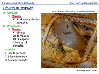 Estudio comparativo del hígado 
Dra. Emérita Abreu García 
HÍGADO DE BOVINO 
Ashdown et al. (2010) 
a.Posición: 
Bovino: 
Abdomen anterior 
derecho. 
b.Dirección: 
Bovino: 
oblicuo. 
De la VI a la 
XIII espacio 
intercostal 
derecho. 
c. Lóbulos: 1. Lóbulo derecho. 2. Lóbulo izquierdo. 3. Proceso caudado. 
hígado 
1 
2 
3 
Lado derecho de la cavidad abdominal del bovino  