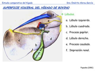 a 
b 
c 
d 
e 
Estudio comparativo del hígado 
Dra. Emérita Abreu García 
SUPERFICIE VISCERAL DEL HÍGADO DE BOVINO 
Popesko (1981) 
Lóbulos. 
a.Lóbulo izquierdo. 
b.Lóbulo cuadrado. 
c.Proceso papilar. 
d.Lóbulo derecho. 
e.Proceso caudado. 
f.Impresión renal. 
f  