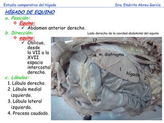 Estudio comparativo del hígado 
Dra. Emérita Abreu García 
HÍGADO DE EQUINO 
a.Posición: 
Equino: 
Abdomen anterior derecho. 
b.Dirección: 
equino: 
Oblicuo, 
desde 
la VII a la 
XVII 
espacio 
intercostal 
derecho. 
m. diafragma 
ciego 
17 
Lado derecho de la cavidad abdominal del equino 
c. Lóbulos: 
1. Lóbulo derecho. 
2. Lóbulo medial izquierdo. 
3. Lóbulo lateral izquierdo. 
4. Proceso caudado. 
1 
2  