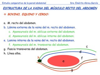 Estudio comparativo de la pared abdominal 
Dra. Emérita Abreu García 
ESTRUCTURA DE LA VAINA DEL MÚSCULO RECTO DEL ABDOMEN 
c 
BOVINO, EQUINO Y CERDO: 
a.M. recto del abdomen. 
b.Lámina externa de la vaina del m. recto del abdomen. 
c.Aponeurosis del m. oblicuo externo del abdomen. 
d.Aponeurosis del m. oblicuo interno del abdomen. 
e.Lamina interna de la vaina del m. recto del abdomen. 
f.Aponeurosis del m. transverso del abdomen. 
g.Fascia transversa del abdomen. 
h.Línea alba. 
c 
d 
a 
f 
g 
h  