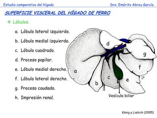 a 
b 
c 
d 
e 
f 
g 
Estudio comparativo del hígado 
Dra. Emérita Abreu García 
SUPERFICIE VISCERAL DEL HÍGADO DE PERRO 
König y Liebich (2005) 
Lóbulos. 
a.Lóbulo lateral izquierdo. 
b.Lóbulo medial izquierdo. 
c.Lóbulo cuadrado. 
d.Proceso papilar. 
e.Lóbulo medial derecho. 
f.Lóbulo lateral derecho. 
g.Proceso caudado. 
h.Impresión renal. 
Vesícula biliar  