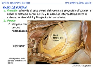 Estudio comparativo del bazo 
Dra. Emérita Abreu García 
BAZO DE BOVINO 
Ashdown et al. (2010) 
a.Posición: adherido al saco dorsal del rumen; se proyecta oblicuamente desde el extremo dorsal del 10 y 11 espacios intercostales hasta el extremo ventral del 7 y 8 espacios intercostales. 
b.Forma: 
alargado con 
bordes 
redondeados. 
Saco dorsal del rumen 
diafragma 
Lado izquierdo de la cavidad abdominal del bovino  