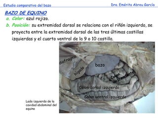 Estudio comparativo del bazo 
Dra. Emérita Abreu García 
BAZO DE EQUINO 
a.Color: azul rojizo. 
b.Posición: su extremidad dorsal se relaciona con el riñón izquierdo, se proyecta entre la extremidad dorsal de las tres últimas costillas izquierdas y el cuarto ventral de la 9 o 10 costilla. 
bazo 
Colon dorsal izquierdo 
Colon ventral izquierdo 
Lado izquierdo de la cavidad abdominal del equino  