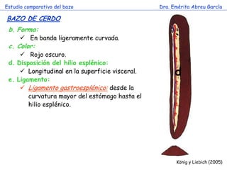 Estudio comparativo del bazo 
Dra. Emérita Abreu García 
BAZO DE CERDO 
König y Liebich (2005) 
b.Forma: 
 En banda ligeramente curvada. 
c.Color: 
 Rojo oscuro. 
d.Disposición del hilio esplénico: 
Longitudinal en la superficie visceral. 
e.Ligamento: 
Ligamento gastroesplénico: desde la curvatura mayor del estómago hasta el hilio esplénico. 
d  