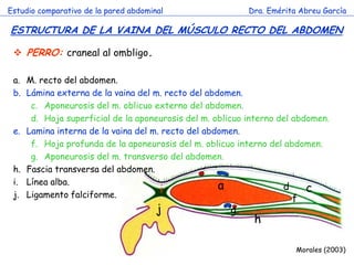 a 
c 
d 
f 
g 
h 
i 
j 
Estudio comparativo de la pared abdominal 
Dra. Emérita Abreu García 
ESTRUCTURA DE LA VAINA DEL MÚSCULO RECTO DEL ABDOMEN 
c 
Morales (2003) 
PERRO: craneal al ombligo. 
a.M. recto del abdomen. 
b.Lámina externa de la vaina del m. recto del abdomen. 
c.Aponeurosis del m. oblicuo externo del abdomen. 
d.Hoja superficial de la aponeurosis del m. oblicuo interno del abdomen. 
e.Lamina interna de la vaina del m. recto del abdomen. 
f.Hoja profunda de la aponeurosis del m. oblicuo interno del abdomen. 
g.Aponeurosis del m. transverso del abdomen. 
h.Fascia transversa del abdomen. 
i.Línea alba. 
j.Ligamento falciforme.  