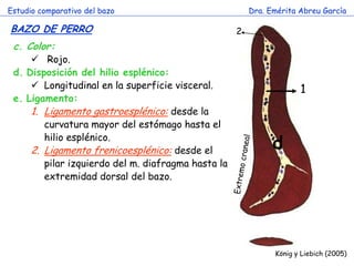 Estudio comparativo del bazo 
Dra. Emérita Abreu García 
BAZO DE PERRO 
König y Liebich (2005) 
c.Color: 
 Rojo. 
d.Disposición del hilio esplénico: 
Longitudinal en la superficie visceral. 
e.Ligamento: 
1.Ligamento gastroesplénico: desde la curvatura mayor del estómago hasta el hilio esplénico. 
2.Ligamento frenicoesplénico: desde el pilar izquierdo del m. diafragma hasta la extremidad dorsal del bazo. 
d 
1 
2  