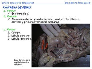 Estudio comparativo del páncreas 
Dra. Emérita Abreu García 
PÁNCREAS DE PERRO 
a.Forma: 
En forma de V. 
b.Posición: 
Abdomen anterior y medio derecho, ventral a las últimas costillas y primeras vértebras lumbares. 
Lado derecho de la cavidad abdominal del perro 
duodeno 
yeyuno 
c.Partes: 
1.Cuerpo. 
2.Lóbulo derecho. 
3.Lóbulo izquierdo. 
1 
2 
3  