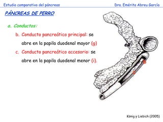 Estudio comparativo del páncreas 
Dra. Emérita Abreu García 
PÁNCREAS DE PERRO 
König y Liebich (2005) 
a.Conductos: 
b.Conducto pancreático principal: se abre en la papila duodenal mayor (g) 
c.Conducto pancreático accesorio: se abre en la papila duodenal menor (i). 
b 
c  