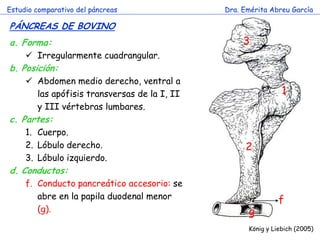 Estudio comparativo del páncreas 
Dra. Emérita Abreu García 
PÁNCREAS DE BOVINO 
König y Liebich (2005) 
a.Forma: 
Irregularmente cuadrangular. 
b.Posición: 
Abdomen medio derecho, ventral a las apófisis transversas de la I, II y III vértebras lumbares. 
c.Partes: 
1.Cuerpo. 
2.Lóbulo derecho. 
3.Lóbulo izquierdo. 
d.Conductos: 
f.Conducto pancreático accesorio: se abre en la papila duodenal menor (g). 
1 
2 
3 
g 
f  