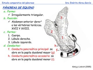 Estudio comparativo del páncreas 
Dra. Emérita Abreu García 
PÁNCREAS DE EQUINO 
König y Liebich (2005) 
a.Forma: 
Irregularmente triangular. 
b.Posición: 
Abdomen anterior derecho, ventral a las vértebras torácicas XVI, XVII Y XVIII. 
c.Partes: 
1.Cuerpo. 
2.Lóbulo derecho. 
3.Lóbulo izquierdo. 
d.Conductos: 
f.Conducto pancreático principal: se abre en la papila duodenal mayor (g) 
h.Conducto pancreático accesorio: se abre en la papila duodenal menor (i). 
1 
3 
2 
g 
i 
h 
f  