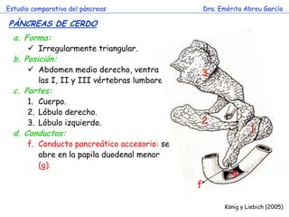 Estudio comparativo del páncreas 
Dra. Emérita Abreu García 
PÁNCREAS DE CERDO 
König y Liebich (2005) 
a.Forma: 
Irregularmente triangular. 
b.Posición: 
Abdomen medio derecho, ventral a las I, II y III vértebras lumbares. 
c.Partes: 
1.Cuerpo. 
2.Lóbulo derecho. 
3.Lóbulo izquierdo. 
d.Conductos: 
f.Conducto pancreático accesorio: se abre en la papila duodenal menor (g). 
1 
3 
2 
g 
f 