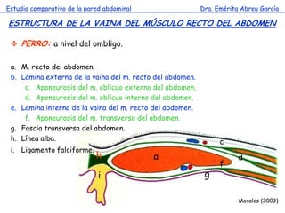 a 
c 
d 
f 
g 
h 
i 
Estudio comparativo de la pared abdominal 
Dra. Emérita Abreu García 
ESTRUCTURA DE LA VAINA DEL MÚSCULO RECTO DEL ABDOMEN 
c 
Morales (2003) 
PERRO: a nivel del ombligo. 
a.M. recto del abdomen. 
b.Lámina externa de la vaina del m. recto del abdomen. 
c.Aponeurosis del m. oblicuo externo del abdomen. 
d.Aponeurosis del m. oblicuo interno del abdomen. 
e.Lamina interna de la vaina del m. recto del abdomen. 
f.Aponeurosis del m. transverso del abdomen. 
g.Fascia transversa del abdomen. 
h.Línea alba. 
i.Ligamento falciforme.  