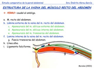 a 
c 
d 
e 
g 
h 
i 
Estudio comparativo de la pared abdominal 
Dra. Emérita Abreu García 
ESTRUCTURA DE LA VAINA DEL MÚSCULO RECTO DEL ABDOMEN 
c 
Morales (2003) 
PERRO: caudal al ombligo. 
a.M. recto del abdomen. 
b.Lámina externa de la vaina del m. recto del abdomen. 
c.Aponeurosis del m. oblicuo externo del abdomen. 
d.Aponeurosis del m. oblicuo interno del abdomen. 
e.Aponeurosis del m. transverso del abdomen. 
f.Lamina interna de la vaina del m. recto del abdomen. 
g.Fascia transversa del abdomen. 
h.Línea alba. 
i.Ligamento falciforme.  